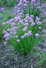 Murulauk Allium schoenoprasum - Image 2