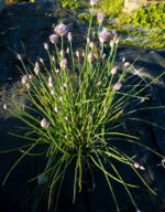 Murulauk Allium schoenoprasum