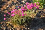 Harilik merikann ’Rubrifolia’ Armeria maritima - Image 2