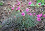 Harilik merikann ’Rubrifolia’ Armeria maritima