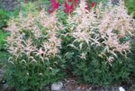 (Eesti) Lihtlehine astilbe ’Darwin’s Snow Sprite’ Astilbe simplicifolia - Image 3