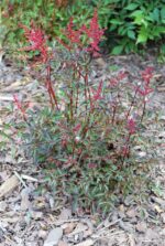 (Eesti) Lihtlehine astilbe 'Key West' Astilbe simplicifolia - Image 2