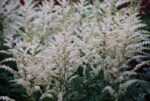 (Eesti) Lihtlehine astilbe ’Darwin’s Snow Sprite’ Astilbe simplicifolia