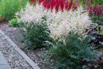 (Eesti) Lihtlehine astilbe ’Darwin’s Snow Sprite’ Astilbe simplicifolia - Image 2