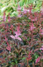 (Eesti) Lihtlehine astilbe 'Key West' Astilbe simplicifolia