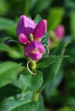 Viltune kilpkonnalill Chelone obliqua