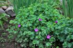 Verev kurereha ’Compactum’ Geranium sanguineum - Image 3