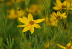 Männas-neiusilm ’Zagreb’  Coreopsis verticillata
