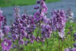 (Eesti) Aed-kukekannus 'Astolat' Delphinium x cultorum - Image 2