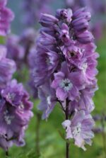 (Eesti) Aed-kukekannus 'Astolat' Delphinium x cultorum