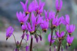 Harilik jumalatelill Dodecatheon meadia - Image 2