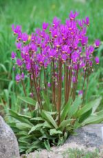 Harilik jumalatelill Dodecatheon meadia
