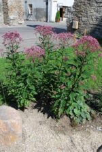 Verev männaskanep (vesikanep)  Eutrochium purpureum - Image 2
