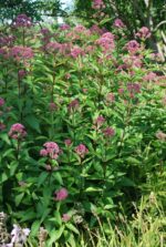 Verev männaskanep (vesikanep)  Eutrochium purpureum