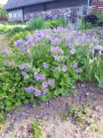 (Eesti) Säbar kurereha ’Philippe Vapelle’ Geranium renardii — изображение 4