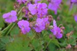 (Eesti) Viljatu kurereha ’Karmina’ Geranium cantabrigiense