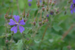 (Eesti) Säbar kurereha ’Philippe Vapelle’ Geranium renardii