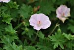 (Eesti) Verev kurereha ’Apfelblüte’  Geranium sanguineum