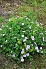 (Eesti) Verev kurereha ’Apfelblüte’  Geranium sanguineum — изображение 2