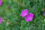 Verev kurereha ’Compactum’ Geranium sanguineum