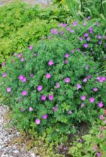 Verev kurereha ’Compactum’ Geranium sanguineum - Image 2