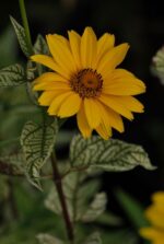 (Eesti) Kare päikesesilm ’Loraine Sunshine’ Heliopsis helianthoides