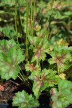 (Eesti) Ameerika helmikpööris ’Marvelous Marble’ Heuchera americana