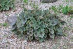 (Eesti) Ameerika helmikpööris ’Marvelous Marble’ Heuchera americana - Image 2