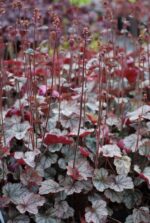 (Eesti) Helmikpööris 'Silver Scrolls' Heuchera - Image 2