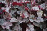 (Eesti) Helmikpööris 'Silver Scrolls' Heuchera