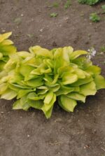 (Eesti) Hosta ’August Moon’ Hosta