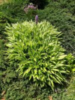 Hosta ’Stiletto’ Hosta - Image 2