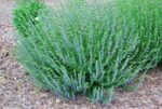 (Eesti) Harilik iisop Hyssopus officinalis - Image 2