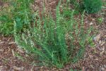 (Eesti) Harilik iisop ’Albus’ Hyssopus officinalis