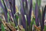 (Eesti) Kirju iiris 'Dark Aura' Iris versicolor - Image 3