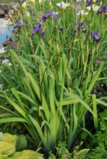 (Eesti) Kirju iiris 'Dark Aura' Iris versicolor - Image 2