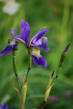 (Eesti) Kirju iiris 'Dark Aura' Iris versicolor