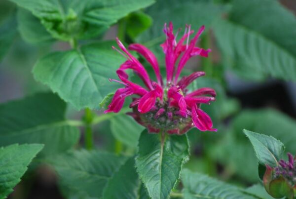 (Eesti) Aedmonarda 'Bee-True' Monarda didyma — изображение 1