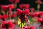 (Eesti) Aedmonarda 'Cambridge Scarlet' Monarda didyma