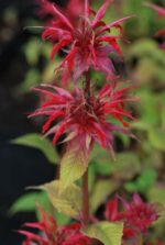(Eesti) Aedmonarda 'Cambridge Scarlet' Monarda didyma - Image 2