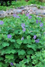 (Eesti) Säbar kurereha ’Philippe Vapelle’ Geranium renardii — изображение 2