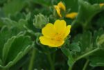 (Eesti) Maasikmaran Potentilla megalantha