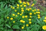 (Eesti) Maasikmaran Potentilla megalantha - Image 2
