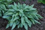 Kopsurohi 'Silver Bouquet' Pulmonaria - Image 3