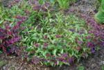 Kopsurohi 'Silver Bouquet' Pulmonaria