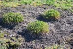 (Eesti) Ürt-punanupp ’Tanna’ Sanguisorba officinalis - Image 2