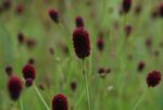 (Eesti) Ürt-punanupp ’Tanna’ Sanguisorba officinalis