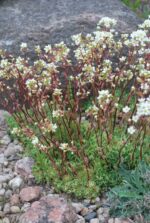 Kobarkivirik Saxifraga paniculata