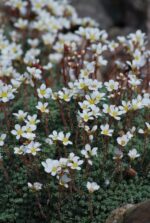 (Eesti) Elisabeti kivirik ’Rachel Young’ Saxifraga x elisabethae