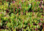 Linnakivirik Saxifraga x urbium